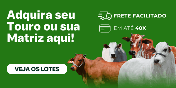 Compre seu touro ou sua matriz com as melhores condições