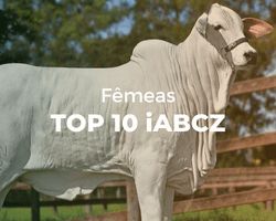 Capa do ranking Top 10 Fêmeas iABCZ